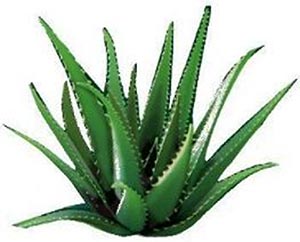 aloe